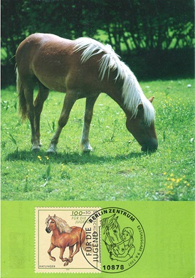 Haflinger Horse 