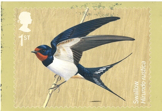 Barn Swallow Hirundo Rustica