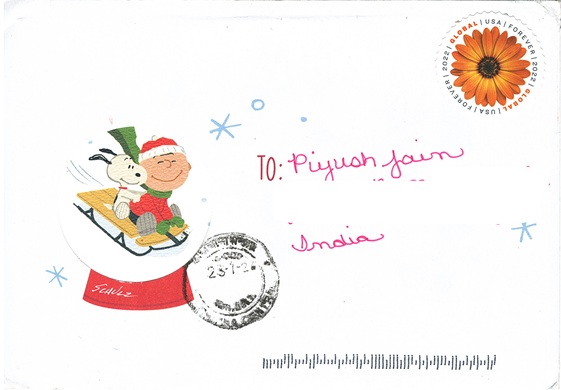 African Daisy Flowers