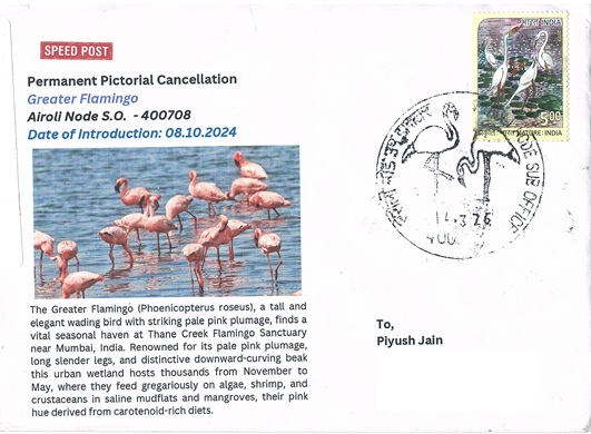 Airoli Node - Greater Flamingo